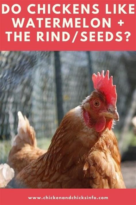 Can cats eat watermelon seeds? Do Chickens Like Watermelon Rind? (Yes, It's Great ...