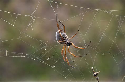 The Australian Garden Orb Weaver Spider Allandale Nsw 21st April