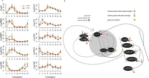 Photoperiod Dependent Changes In The Expression Of Core Clock Genes In