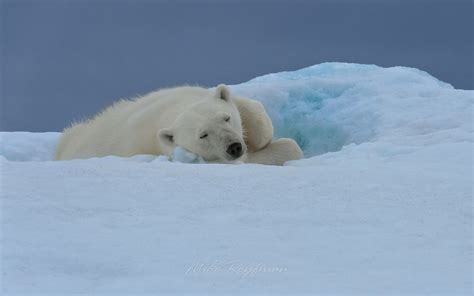 Polar Bear Sleeping On The Iceberg Along Spitsbergen Coast Svalbard