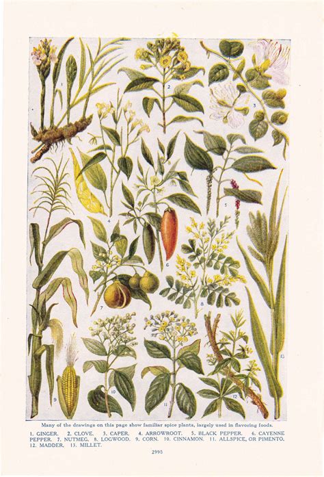 1947 Botany Print Spices Vintage Plant Home Decor Art