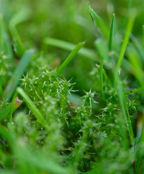 Guide: 3 måder at slippe af med mos i græsplænen | ISABELLAS