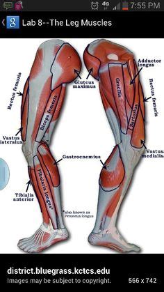 The majority of muscles in the leg are considered long muscles, in that they stretch great distances. leg muscles labeled | massage therapy | Leg muscles ...