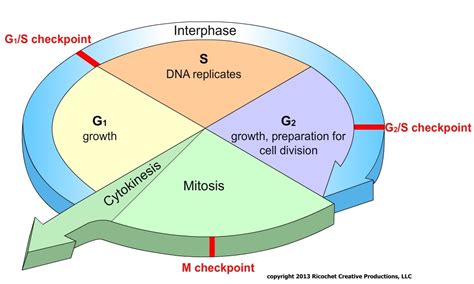Mrscruzs Biology Class Chapter 5 Cell Growth And Division