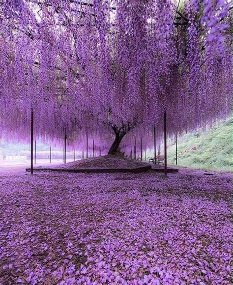 Purple Tree Rpics