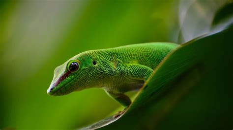 Gecko Reptile Green 4k Hd Wallpaper