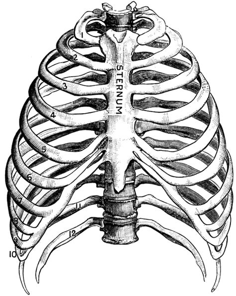 Thorax Human Skeleton Rib Cage Drawing Anatomy Art