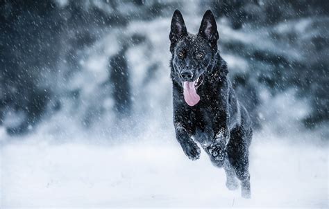 Wallpaper Winter Language Snow Mood Dog Running German Shepherd