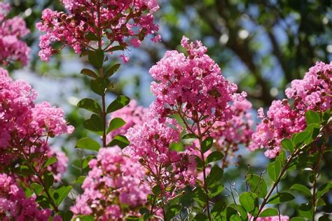 Avoid bee kill by only using btk on flowering trees. The 5 Best Flowering Trees for Your Southern California ...