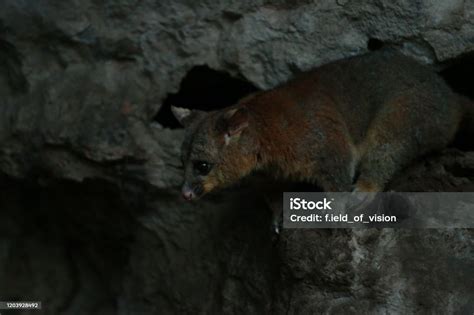 Native Australian Possums In Holes And Burrows In The Side Of A Cave In