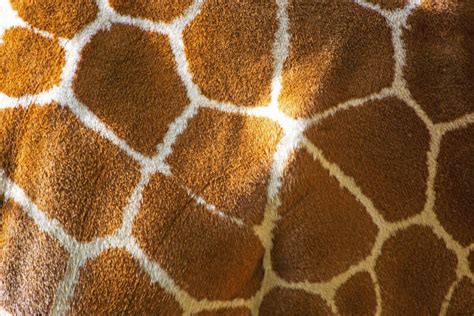 Best Giraffe Skin Stock Photos Pictures And Royalty Free Images Istock