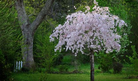 Best Trees For Small Spaces In Northeast Ohio