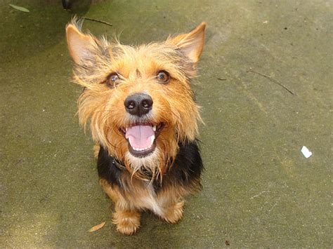 Arthur Yorkie Rat Terrier Mix Flickr Photo Sharing