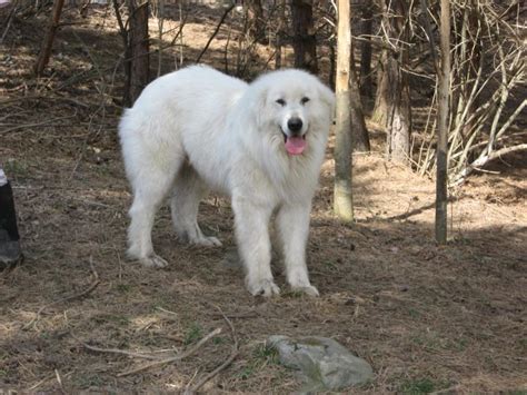 Come visit mom and dad on our farm site. Maremma Sheepdog Info, Temperament, Training, Puppies ...