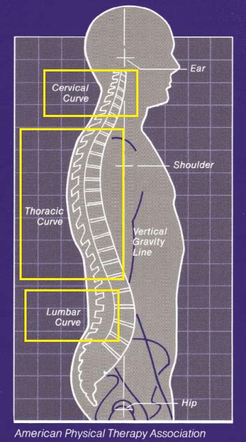 Improve Your Posture Learn The 3 Curves Of The Spine The Whole U