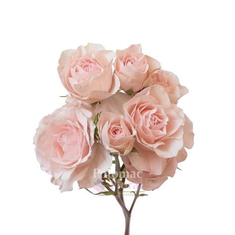 Soft Pink Follies Baby Blush Pink Spray Roses Potomac Floral