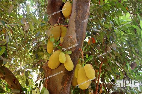 Fruits Jackfruit Artocarpus Integra Jackfruit On The Tree Stock