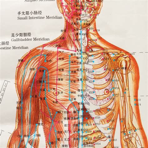 Wir sind kein akupunkturpunkte tier testportal. Akupunktur Akupunkturpunkte Chinesische Medizin Punkte ...
