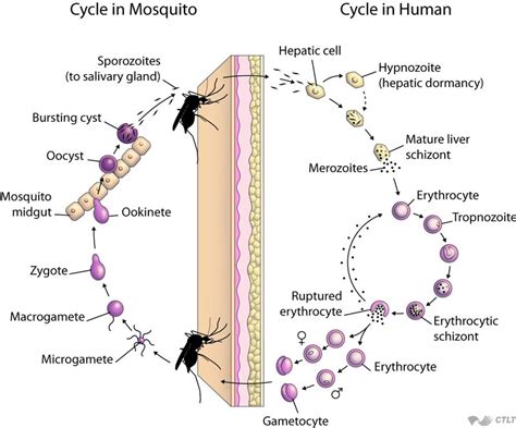 Life Cycle Of Plasmodium Vivax Jaymie Walden
