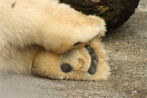 Polar Bear Feet Lazy Little Guy He Slept The Whole Time Ashleigh