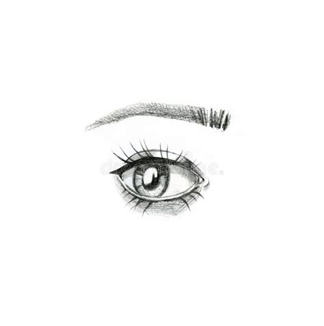 Eyebrows Drawing Female
