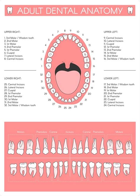 Teeth Names Permanent Adult Dentition Notation Stock