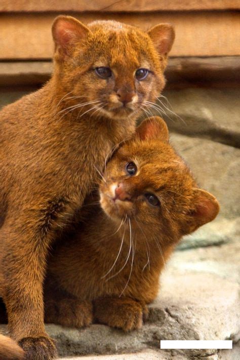 130 Jaguarundi Aka Otter Cat Ideas Cats Animals Wild Cats
