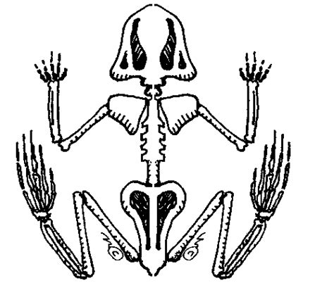 Simple Outline Of A Skeleton Clip Art Library