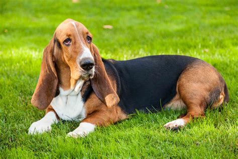 Best Dog Food For A Senior Basset Hound Spot And Tango
