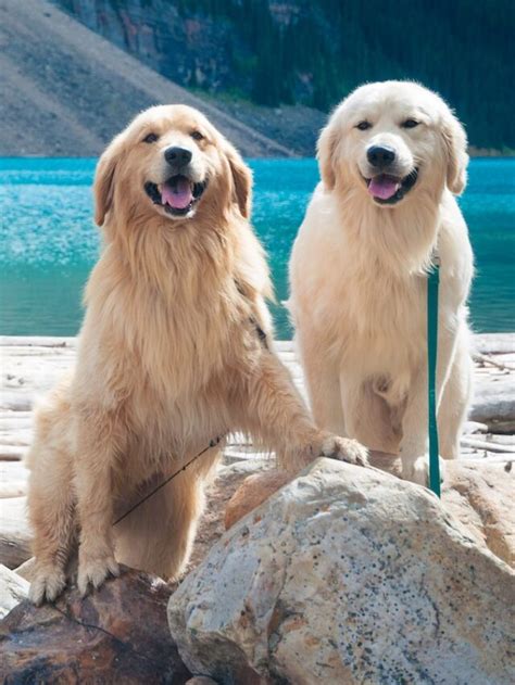 Top 7 Fascinating Facts About Golden Retrievers Nomadveganeats