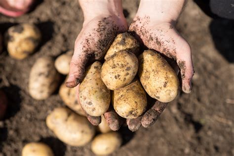 Für die lagerung im winter ist es am besten, wenn die pflanze und das wetter ihnen sagen, wann sie kartoffeln ernten. Kartoffeln pflanzen im eigenen Garten