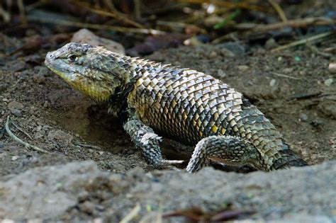 Desert Spiny Lizard Lizard Reptiles And Amphibians Reptiles