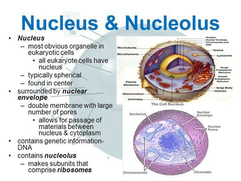 Nucleus And Nucleolus On Twitter Name A More Iconic Duo Ill Wait