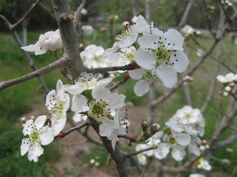 Gutherie Chickasaw Plum Tree — Just Fruits And Exotics