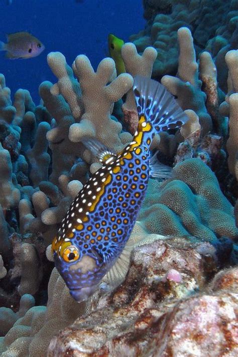 50 wunderschöne Fische - Bilder zum Erstaunen - ArchZine