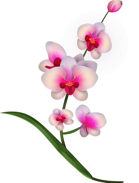 Orchid Pink Orchids Png Clipart Transparent Png Full Size Clipart