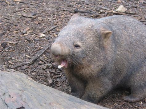 Bare Nosed Wombat The Australian Museum