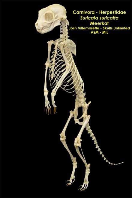 Meerkat Skeleton Animal Skeletons Anatomy Bones Anatomy For Artists
