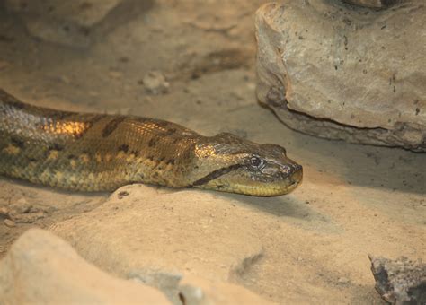 Filegreen Anaconda 057 Wikimedia Commons