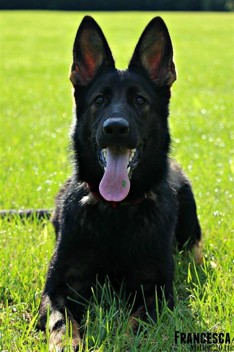 German owned and operated kennel with over twenty years experience. Black sable german shepherd puppy