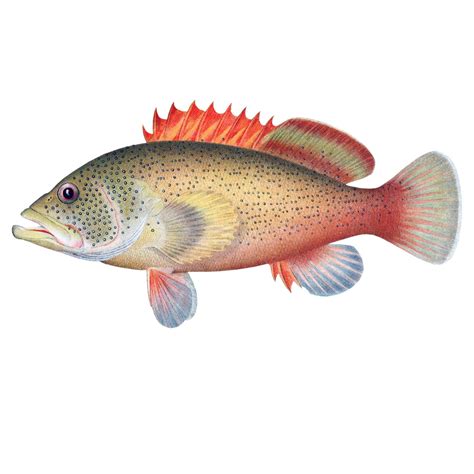 Affordable and search from millions of royalty free images, photos and vectors. Small Grouper (free download)
