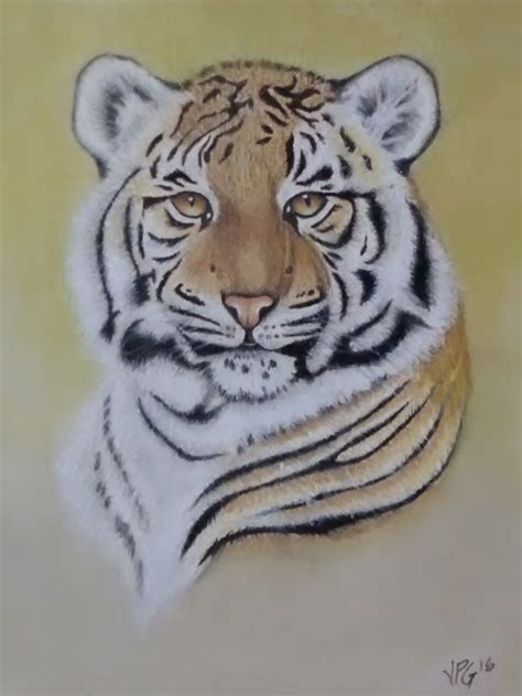 Tiger Portrait Pastel Pencils 11x14 Color Pencil Art Pastel