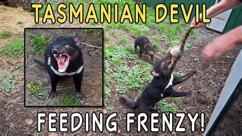 Tasmanian Devil Cartoon Youtube