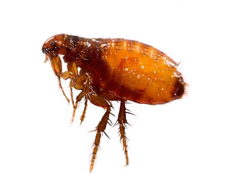 Nm Pest Guide For Fleas Flea Control And Flea Prevention