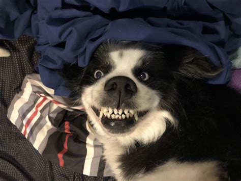 Dogs Whose Toothy Grins Made Us Smile Too 15 Pics