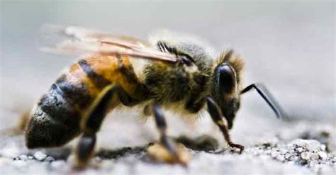 If you live in texas, you might have seen what looks like a wasp on steroids it's understandable that you want to get rid of these pests in an environmentally friendly fashion. Stinging Insect Exterminator | Wasps Nest | Hornets Nests