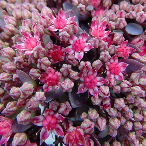 Sedum Sunsparkler Dazzleberry Orpin Hybride Vivace Couvre Sol Gris