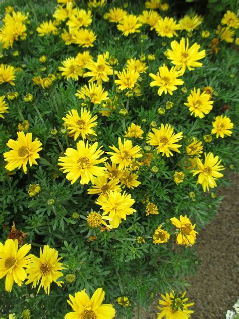 President joe biden | we are the united states of america. Beautiful Bidens - Rotary Botanical Gardens