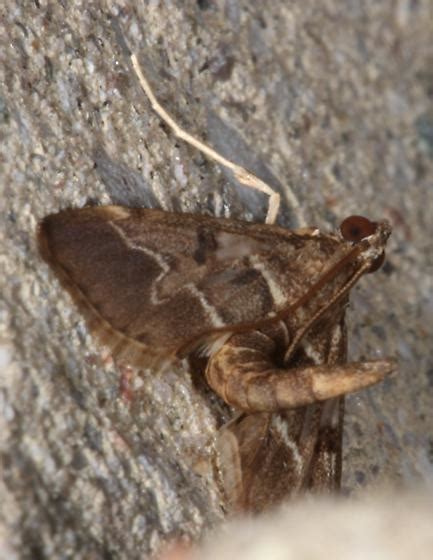 Moth With Abdomen Curled Duponchelia Fovealis Bugguidenet