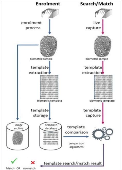 General Biometric Process Download Scientific Diagram